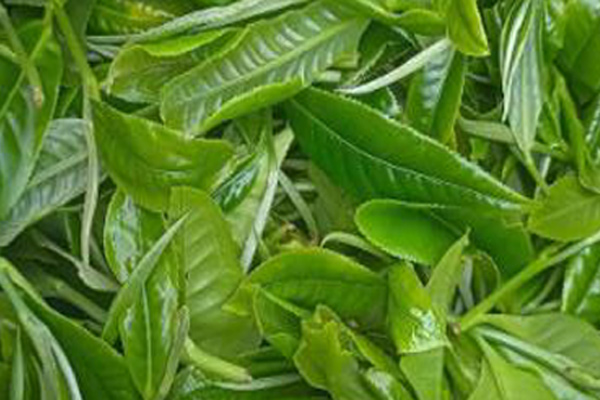 分光测色仪测量茶叶颜色分析茶树叶片氮含量